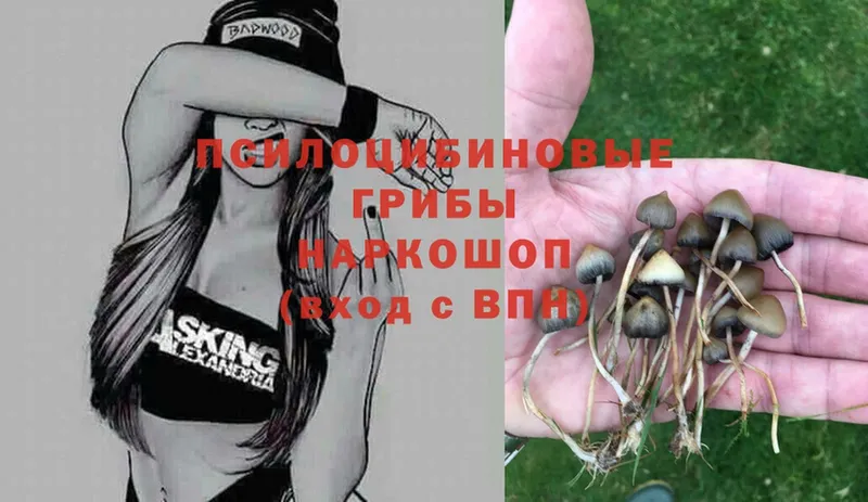 Псилоцибиновые грибы Psilocybe  где найти наркотики  Нижнекамск 